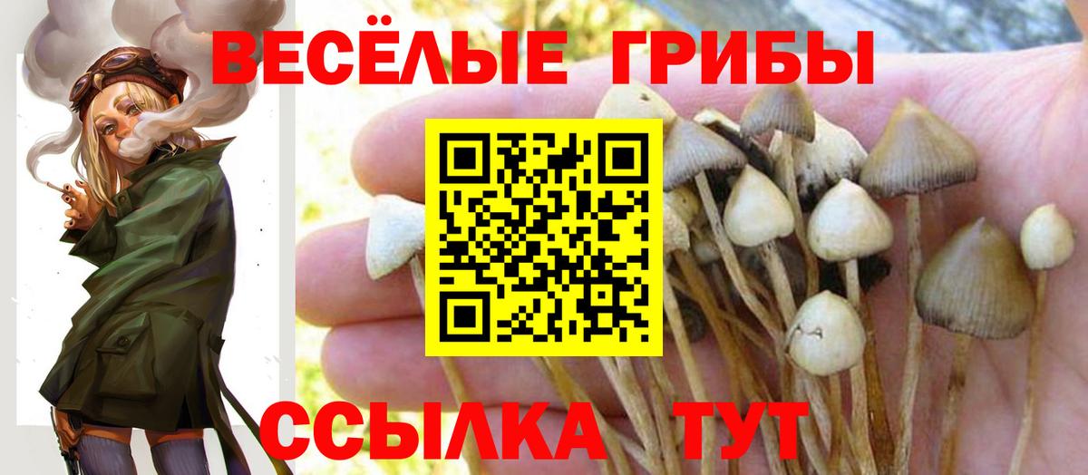 Галлюциногенные грибы Psilocybe  Железноводск  Псилоцибиновые грибы GOLDEN TEACHER 
